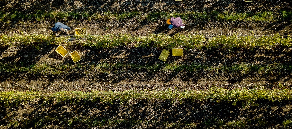 Rosehall Run Vineyards